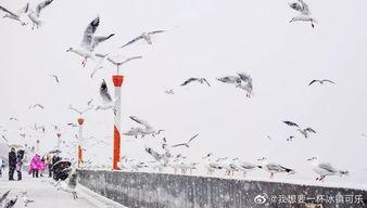 昆明爆料下雪视频大全集,视频大全集带你领略冬日美景