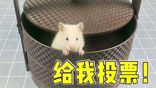 新赛季爆料小仓鼠视频播放,小仓鼠视频播放揭秘精彩瞬间