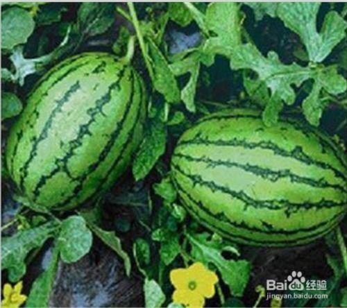 东北网红吃瓜是谁呀图片,揭秘网络红人的魅力瞬间