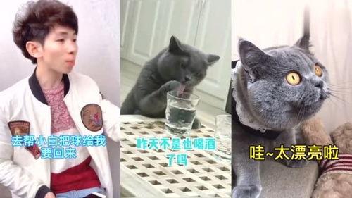 猫哥爆料完整视频,完整视频内容深度解析