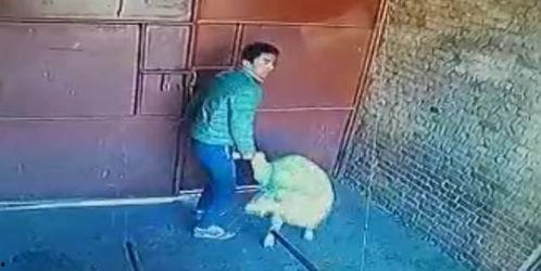 羊视频被爆料,揭秘网络红人背后惊人真相