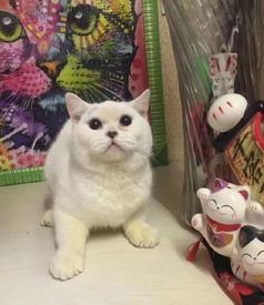 天津爆料小猫咪视频下载,网友争相下载收藏