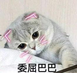 娱乐吃瓜君七七折耳猫